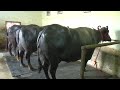 FOR SALE - Top Class Murrah Buffaloes in Jind. 20-26 Kg Milk