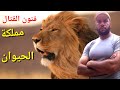 كيف يتعلم الإنسان الفنون القتالية من الحيوانات المفترسة