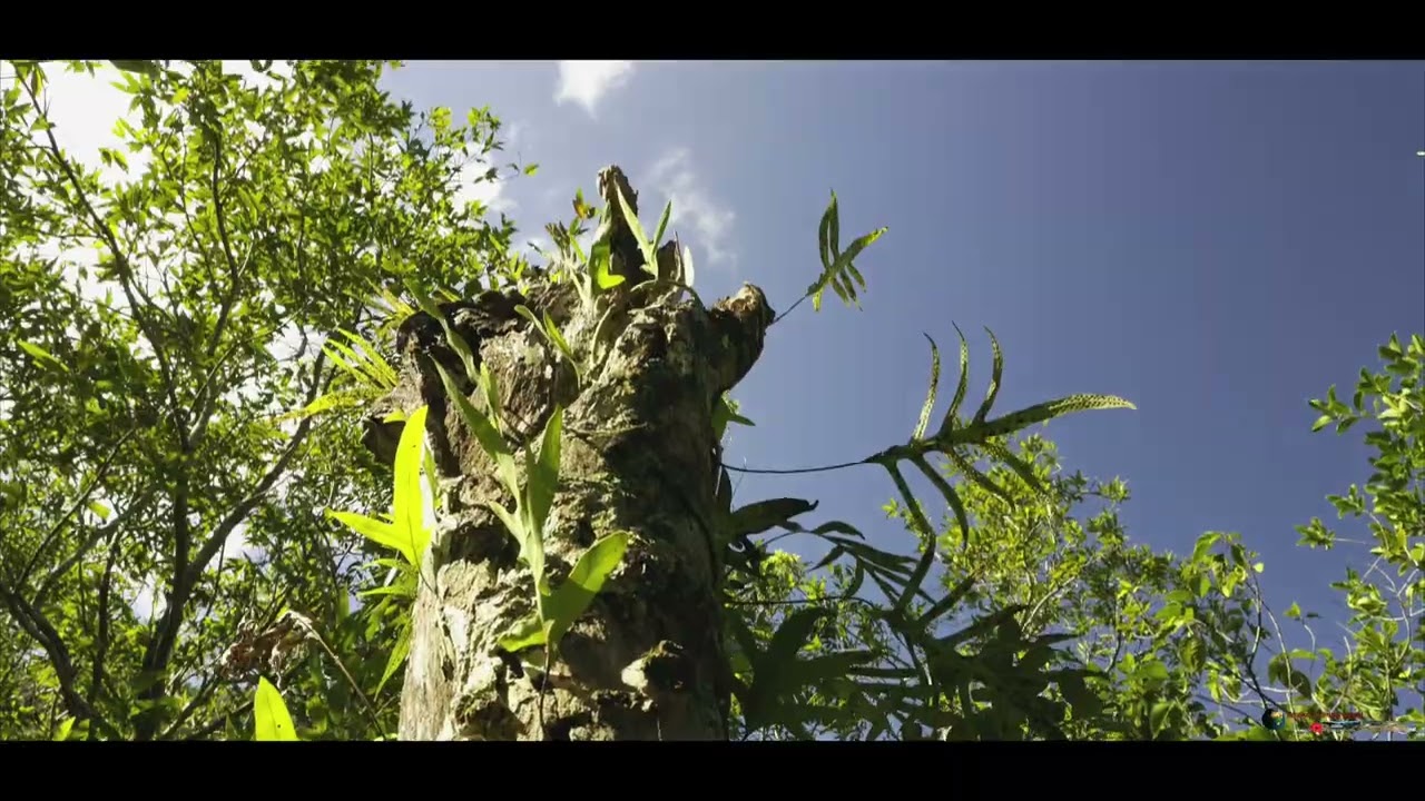 Ile de la Réunion-La Rivière Langevin
