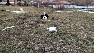 Micro mini sheepadoodle Mini Sheepadoodle Kean