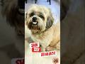 SHIH TZU BEHAVIOR