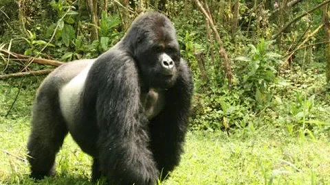GZ Rwanda Slides