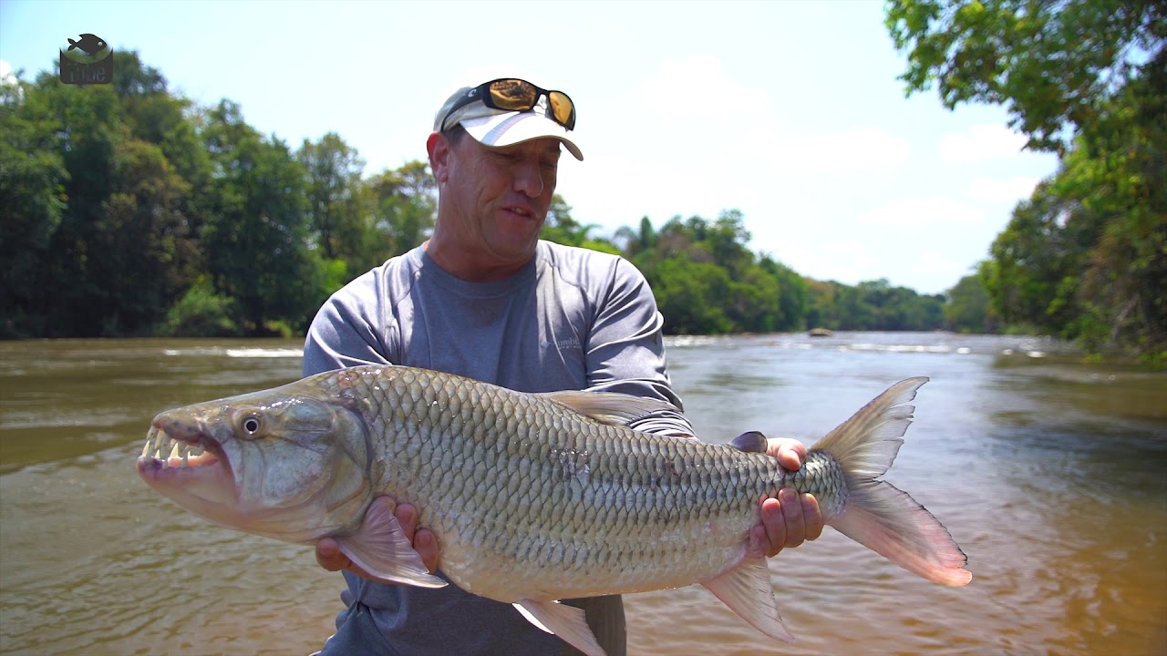 Tiger Fishing spot close to the water rapids