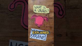What Is A Uterus? Doctor Explains.