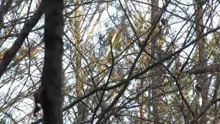 Pileated Woodpecker mating calls