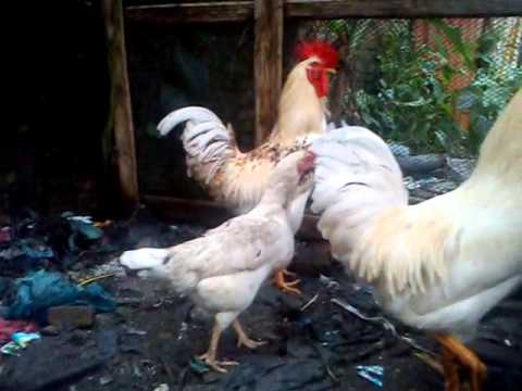 Video Amatir Mengharukan Seekor Ayam  Betina yang 