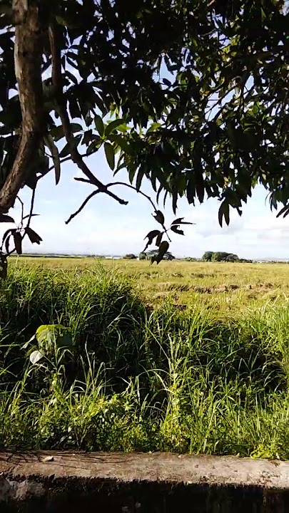 #mangongoha Tau Ng suso,para gataan#