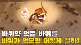 바퀴약 먹고 죽은 바퀴를 바퀴가 먹으면 어떻게 될까?