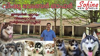 Siberian Husky, Shitzhu, Begeal, pug ,Doberman and Laberdoor puppies     വിഷു ബംബർ ഓഫർ