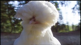 Chicken 911!: The 1991 Puyallup Fair's chicken emergency - Flashback Friday - KING 5 Evening