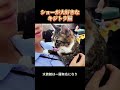 水族館の看板スター、まさかの「キジトラ猫」だった。