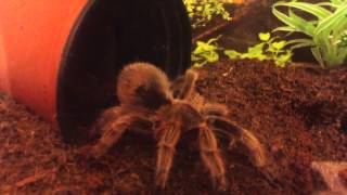 Tarantula grooming by chickybumble 184 views 9 years ago 5 minutes, 48 seconds