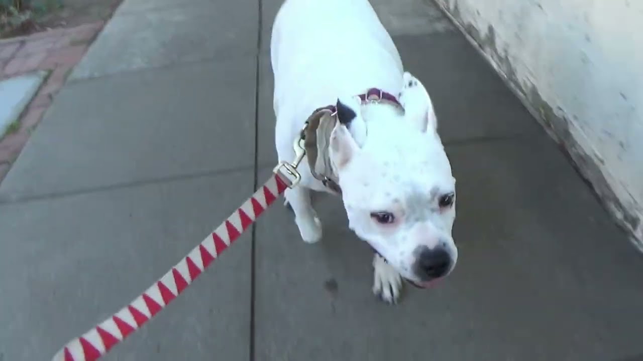 11.9.2025 i found el gallo negro 