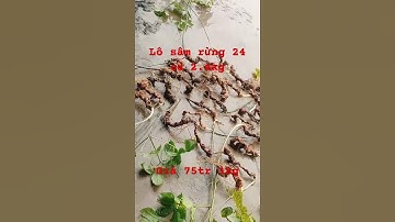 Lô sâm rừng Lai Châu xuống núi 24 củ/2.4 kg. Sâm già đanh bao chất lượng giá 75tr 1kg #sâm_ngọc_linh