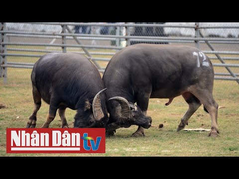 Video Con trâu Việt Nam - youtube