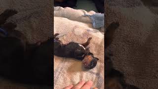 Mother Rottweiler Cleaning Pups At Birth!