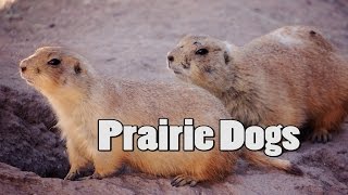 Prairie Dog Care