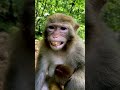 Hoy Jordz 😁🐵 #youtube #funny #jordz