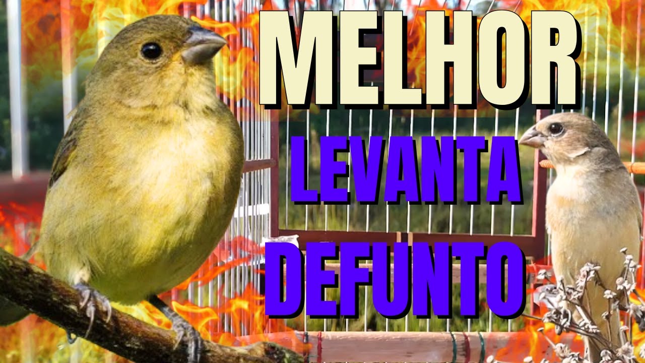 Melhor fêmea de papa capim chamando para foguear Papa capim Esquentar papa capim fêmea de papa capim