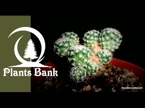 Botanic - Mammillaria huizilopochtli