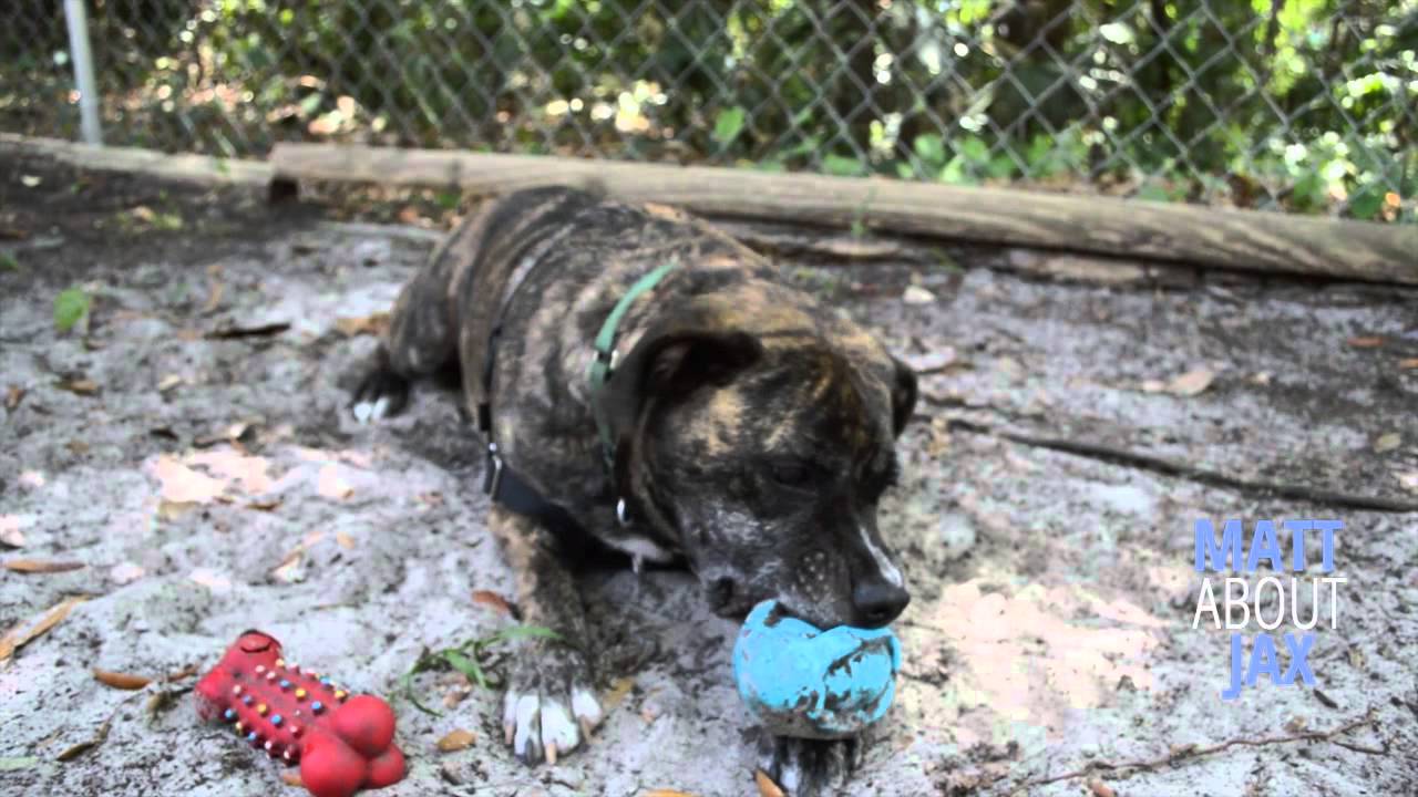 pets bd Watch MATT ABOUT JAX: Rudy is the Pet of the Week