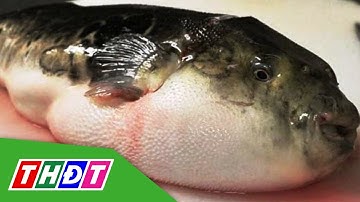 Kiên Giang: Ăn trứng cá nóc, 1 ngư dân t-ử vong | THDT