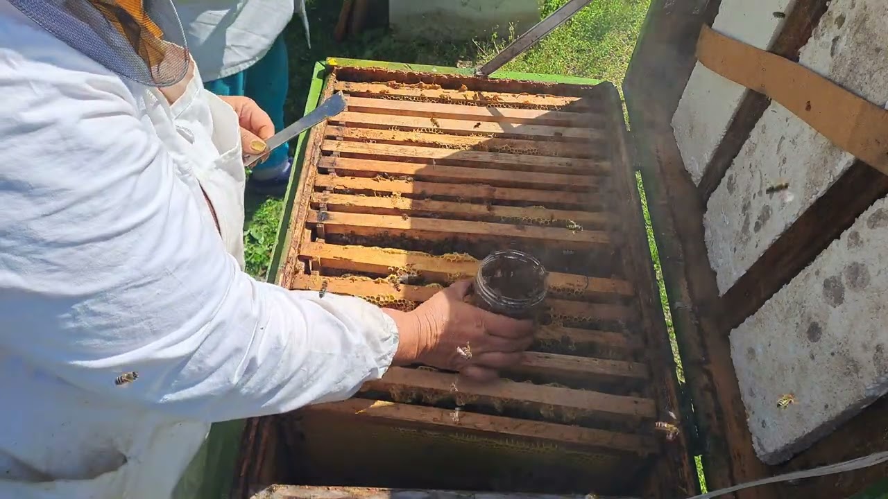 Albine,  test cu zahar pudră  pentru varroua.  13.04.2024