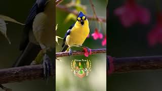 Gelatik Himalaya  short shorts short shorts  gelatik  gelatikgacor