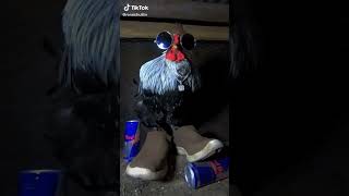 drippy chicken