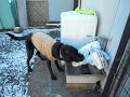 レオンのおもしろ動画シリーズ