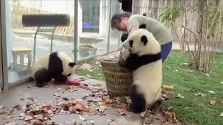 是的，里面最调皮，带领众兄弟一起捣乱的，就是姨姨们心心念念的么么儿了#大熊猫萌兰 #我们的熊猫宝宝被很多人爱着 #来这吸熊猫 #被你萌化了 #国宝熊猫