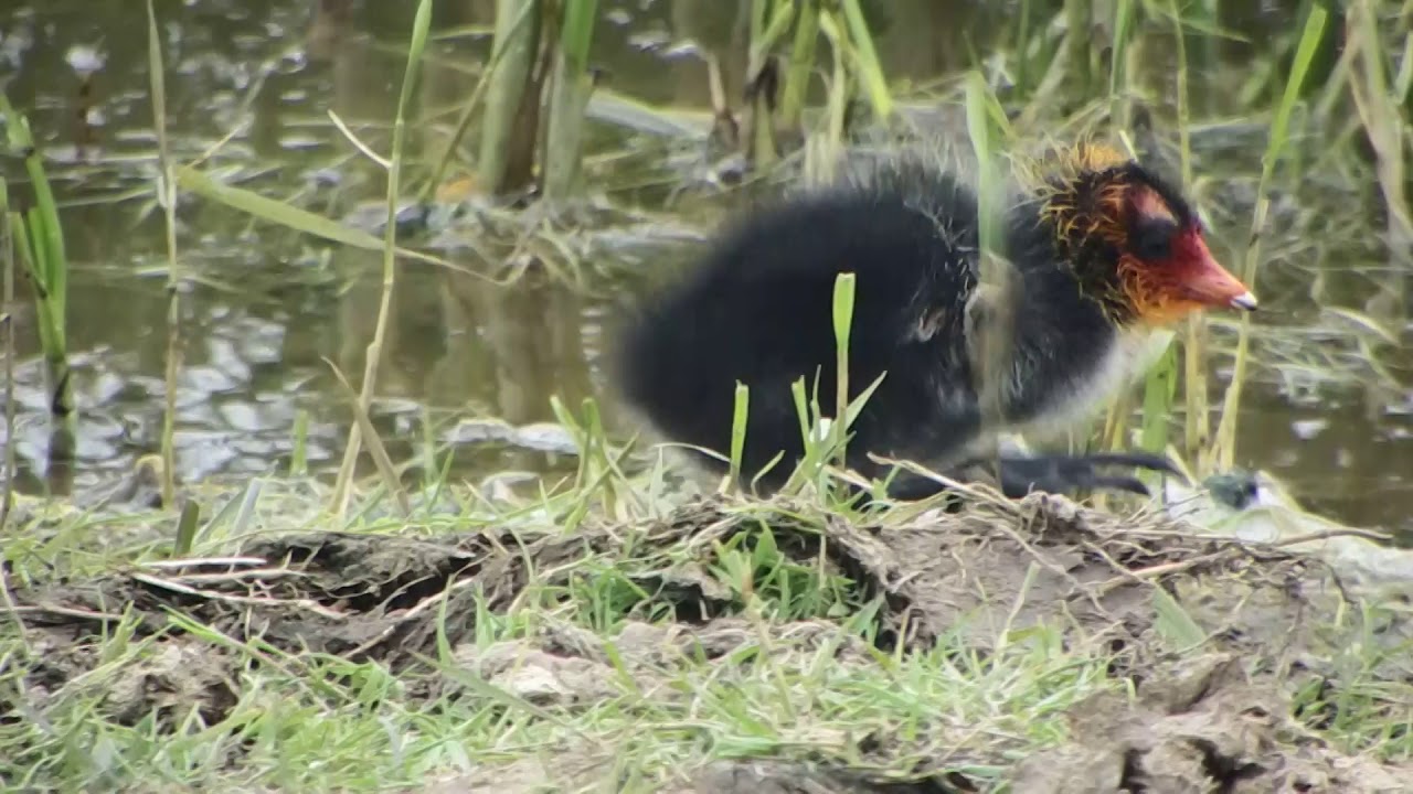 coot 