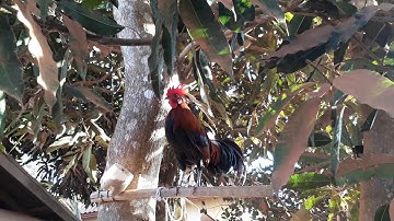 Tus no hu ua huab tais zaj liab.dib tuaj zoo tiag tiag