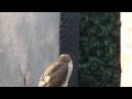 Sparrowhawk in Sprotbrough - a rare delight!