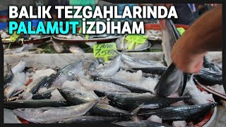 Palamutun Fiyatı 7,5 Liraya Düşünce 5 Bin Adet Balık 3 Saatte Bitti