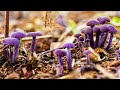 Mushroom Hunting in the Woods