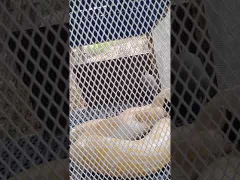 Valentina snake eat chicken