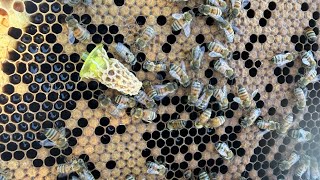 Splits with Queen Cells: Another Graft