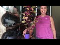 How to make a Coleus Topiary