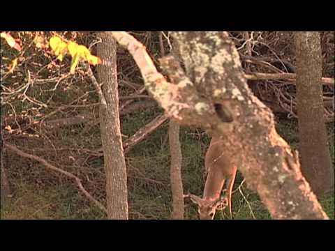 You Call The Shots:Deer Talk