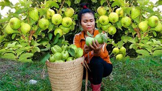 Harvesting Guava goes to the Market Sell - Taking care of the Green Garden | My Free Life