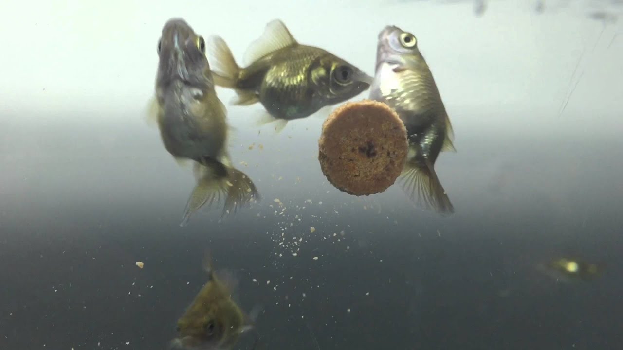 1 Month 1 Week Goldfish Fry YouTube