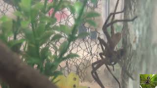 Giant Huntsman Spider with a Cricket