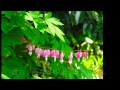 女に生まれて(三山ひろし)Cover Song by leonchanda