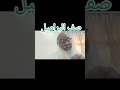 صف البراميل صف البراميل
