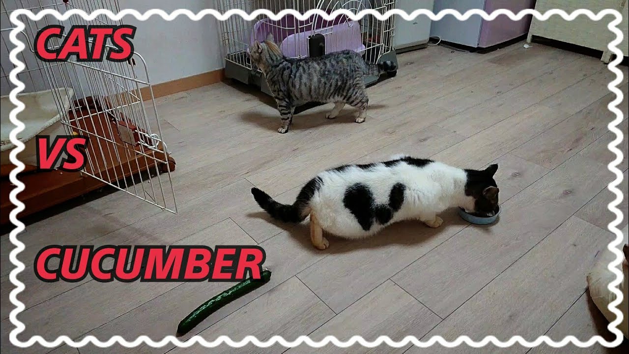 I put cucumber behind of cats...【猫きゅうり】 YouTube