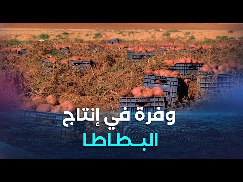فاق كل التوقعات إنتاج البطاطا يتجاوز 400 قنطار في الهكتار