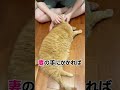 妻の手からは逃れられません　#猫　#すずつむふう 　#キジトラ　#茶トラ
