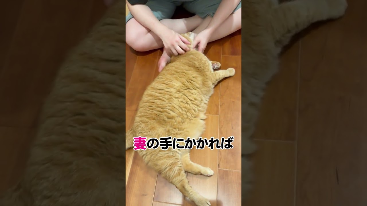 妻の手からは逃れられません　#猫　#すずつむふう 　#キジトラ　#茶トラ