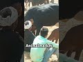 animal market#dairyherd #farmingsystem #livestockfarming